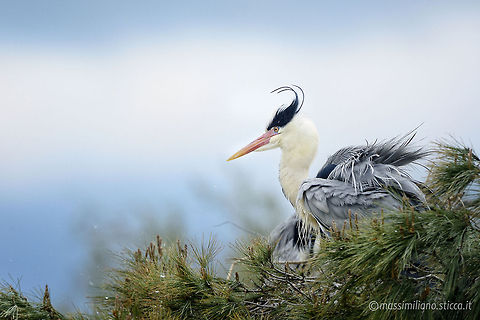 Grey Heron - Ardea cinerea The Grey Heron (Ardea cinerea), is a wading bird of the heron family Ardeidae, native throughout temperate Europe and Asia and also parts of Africa. It is resident in the milder south and west, but many birds retreat in winter from the ice in colder regions. It has become common in summer even inside the Arctic circle along the Norwegian coast. Ardea cinerea,Grey Heron,airone,airone cenerino,ardea cinerea,ardeidae,camargue,ciconiiformes,france,grey heron,heron,pelecaniformes,saintes maries de la mer