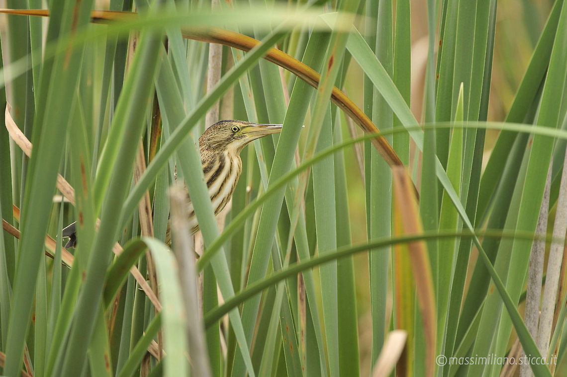 Little Bittern - Ixobrychus minutus The Little Bittern (Ixobrychus minutus) is a wading bird in the heron family Ardeidae, native to the Old World, breeding in Africa, central and southern Europe, western and southern Asia, and Madagascar. Birds from temperate regions in Europe and western Asia are migratory, wintering in Africa and further south in Asia, while those nesting in the tropics are sedentary. It is rare north of its breeding range. Geotagged,Italy,Ixobrychus minutus,Little Bittern,ardeidae,ciconiiformes,ixobrychus minutus,little bittern,pelecaniformes,tarabusino