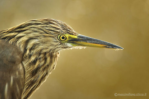 Indian Pond Heron - Ardeola grayii The Indian Pond Heron or Paddybird (Ardeola grayii) is a small heron. It is of Old World origins, breeding in southern Iran and east to India, Burma, Bangladesh and Sri Lanka. They are widespread and common but can be easily missed when they stalk prey at the edge of small water-bodies or even when they roost close to human habitations. They are however distinctive when they take off with bright white wings flashing in contrast to the cryptic streaked olive and brown colours of the body. Their camouflage is so excellent that they will close approach before taking to flight, a behaviour which has resulted in folk names and beliefs that the birds are short-sighted or blind Ardeola grayii,Geotagged,India,Indian Pond Heron,airone,ardeidae,bharatpur,heron,india,indian pond heron,paddybird,pelecaniformes