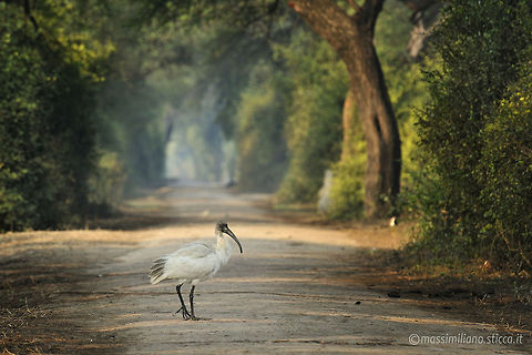 Black-headed Ibis - Threskiornis melanocephalus The Black-headed Ibis or Oriental White Ibis (Threskiornis melanocephalus) is a species of wading bird of the ibis family Threskiornithidae which breeds in the Indian Subcontinent and Southeast Asia from northern India, Bangladesh, Nepal and Sri Lanka east up to Japan. It builds a stick nest in a tree and lays 2-4 eggs. Black-headed Ibis,Threskiornis melanocephalus,back-headed ibis,bharatpur,india,pelecaniformes,threskiornis melanocephalus,threskiornithidae