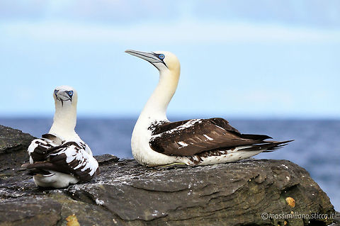 Northern Gannet - Morus bassanus Gannets are seabirds comprising the genus Morus, in the family Sulidae, closely related to the boobies...The gannets are large black and white birds with yellow heads. They have long pointed wings and long bills. Northern gannets are the largest seabirds in the North Atlantic, with a wingspan of up to 2 metres. The other two species occur in the temperate seas around southern Africa, southern Australia and New Zealand. Morus bassanus,Northern Gannet,gannet,gannets,northern birds,pelecaniformes,shetland,sula,sulidae