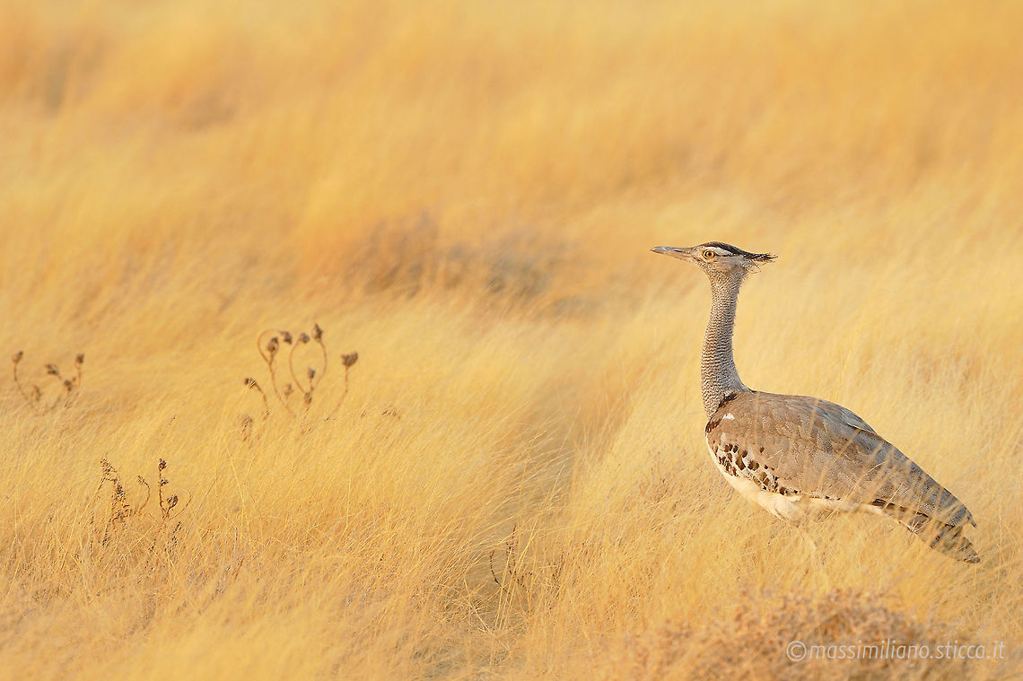 Kori Bustard - Ardeotis kori The Kori Bustard (Ardeotis kori) is a large bird native to Africa. It is a member of the bustard family. It may be the heaviest bird capable of flight. Ardeotis kori,Geotagged,Gruiformes,Kori Bustard,Kori bustard,Namibia,Otididae,africa,bustard,etosha,namibia