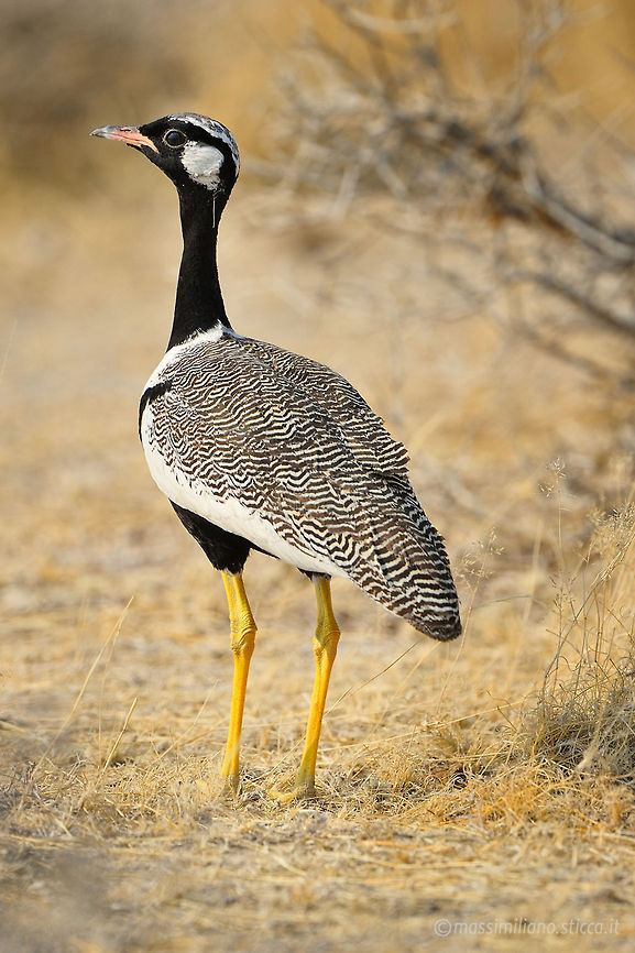 Northern Black Korhaan - Afrotis afraoides The Northern Black Korhaan or White-quilled Bustard (Afrotis afraoides) is a species of bird in the bustard family Otididae. It is found in Angola, Botswana, Lesotho, Namibia, and South Africa. Its habitat is primarily open grassland and scrub. Afrotis afraoides,Geotagged,Korhaan,Namibia,Northern Black Korhaan,Northern black korhaan,etosha,namibia
