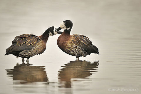White-faced Whistling Duck - Dendrocygna viduata The White-faced Whistling Duck (Dendrocygna viduata) is a whistling duck that breeds in sub-Saharan Africa and much of South America.This species is gregarious, and at favoured sites, the flocks of a thousand or more birds arriving at dawn are an impressive sight. As the name implies, these are noisy birds with a clear three-note whistling call. Dendrocygna viduata,Geotagged,Italy,White-faced Whistling Duck,anatidae,anseriformes,dendrocygna viduata,dendrocygninae,white-faced whistling duck