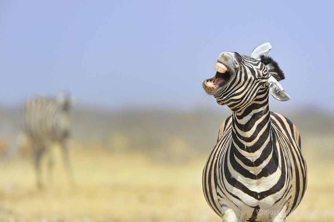 Plains zebra - Equus quagga The plains zebra (Equus quagga, formerly Equus burchelli), also known as the common zebra or Burchell&#039;s zebra, is the most common and geographically widespread species of zebra.[2] It ranges from the south of Ethiopia through East Africa to as far south as Angola and eastern South Africa. The plains zebra remains common in game reserves, but is threatened by human activities such as hunting for its meat and hide, as well as competition with livestock and encroachment by farming on much of its habitat. Equus quagga,Geotagged,Namibia,Plains zebra,africa,etosha,namibia,zebra