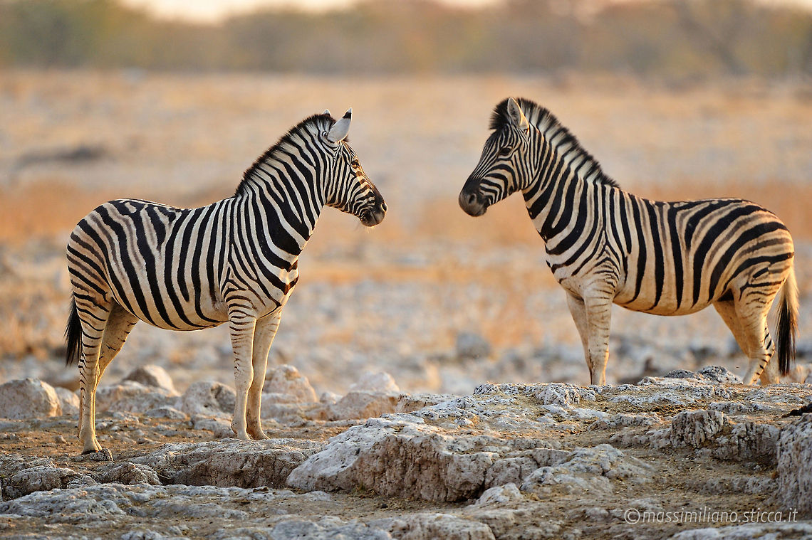 Plains zebra - Equus quagga The plains zebra (Equus quagga, formerly Equus burchelli), also known as the common zebra or Burchell&#039;s zebra, is the most common and geographically widespread species of zebra.[2] It ranges from the south of Ethiopia through East Africa to as far south as Angola and eastern South Africa. The plains zebra remains common in game reserves, but is threatened by human activities such as hunting for its meat and hide, as well as competition with livestock and encroachment by farming on much of its habitat. Equus quagga,Geotagged,Namibia,Plains zebra,africa,etosha,namibia,zebra