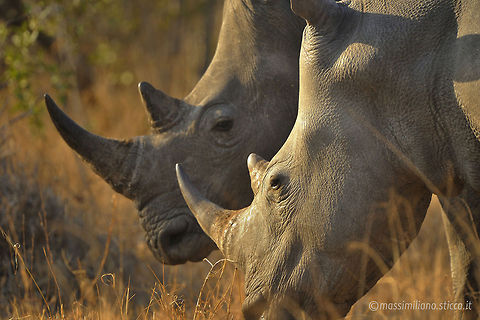 White rhinoceros - Ceratotherium simum The white rhinoceros or square-lipped rhinoceros (Ceratotherium simum) is the largest and most numerous species of rhinoceros that exists. It has a wide mouth used for grazing and is the most social of all rhino species. The white rhinoceros consists of two subspecies: the southern white rhinoceros, with an estimated 17,460 wild-living animals at the end of 2007 (IUCN 2008), and the much rarer northern white rhinoceros. The northern subspecies has very few remaining, with seven confirmed individuals left (including those in captivity). Ceratotherium simum,Geotagged,South Africa,White rhinoceros,ceratotherium simum,kruger national park,perissodactyla,rhinocerotidae,south africa,white rhinoceros