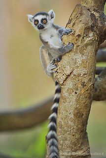 Ring-tailed lemur - Lemur catta The ring-tailed lemur (Lemur catta) is a large strepsirrhine primate and the most recognized lemur due to its long, black and white ringed tail. It belongs to Lemuridae, one of five lemur families, and is the only member of the Lemur genus. Like all lemurs it is endemic to the island of Madagascar. Known locally in Malagasy as maky, spelled maki or hira, it inhabits gallery forests to spiny scrub in the southern regions of the island. It is omnivorous and the most terrestrial of lemurs. The animal is diurnal, being active exclusively in daylight hours.
The ring-tailed lemur is highly social, living in groups of up to 30 individuals. It is also female dominant, a trait common among lemurs. To keep warm and reaffirm social bonds, groups will huddle together. The ring-tailed lemur will also sunbathe, sitting upright facing its underside, with its thinner white fur towards the sun. Like other lemurs, this species relies strongly on its sense of smell and marks its territory with scent glands. The males perform a unique scent marking behavior called spur marking and will participate in stink fights by impregnating their tail with their scent and wafting it at opponents. Lemur catta,Ring-tailed lemur,lemur,lemur catta,lemure,lemuridae,madagascar,mammalia,primates,ring-tailed lemur