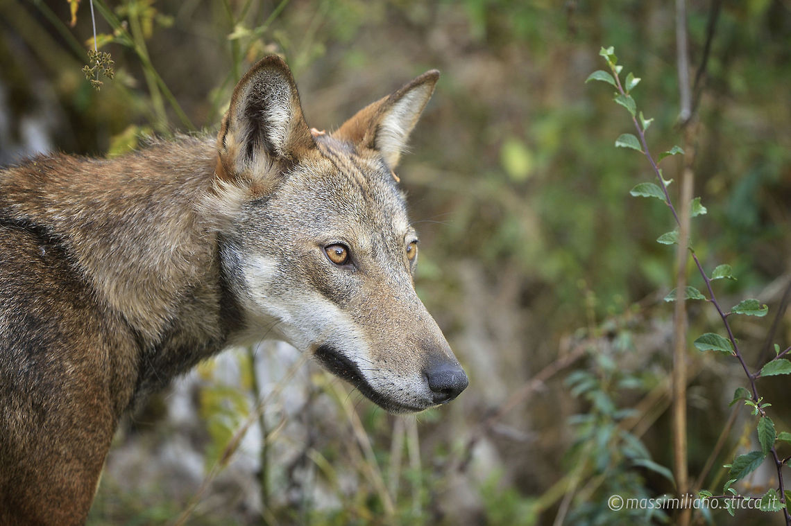 Italian wolf - Canis lupus italicus  Canis lupus lupus,Eurasian Wolf,Geotagged,Italy,abruzzo,canidae,canis lupus lupus,carnivora,eurasian wolf,italian wolf,lupo,lupo appenninico,lupo italiano,mammalia,mammals,wolf