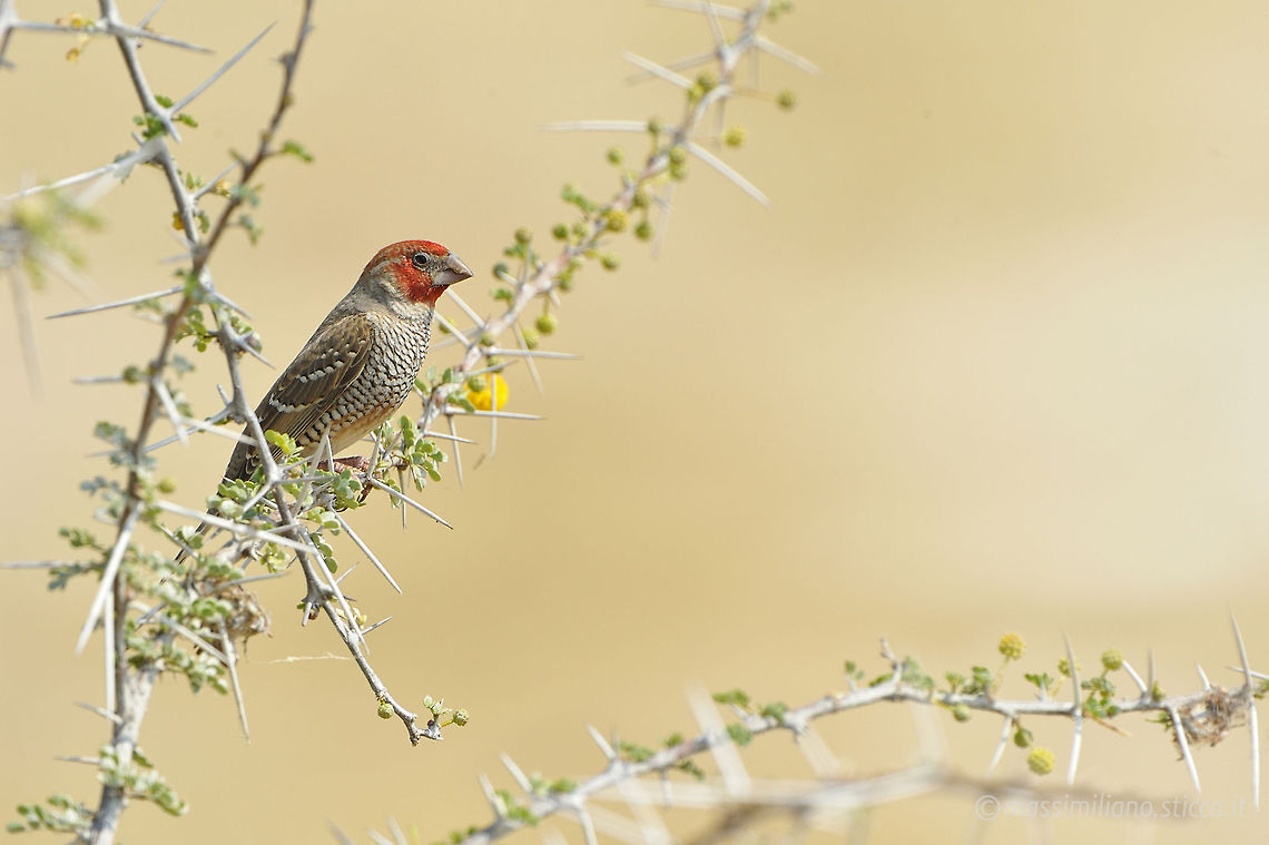 Red-headed Finch - Amadina erythrocephala The Red-headed Finch (Amadina erythrocephala) (also known as the Paradise Finch or the Red-headed Weaver) is a common species of estrildid finch found in Africa. It has an estimated global extent of occurrence of 1,600,000 km?. It is found in Angola, Botswana, Lesotho, Namibia, South Africa and Zimbabwe.....Males have vibrant red heads and chests while the females are duller. The resemblance to the Cutthroat finch is unmistakable. The Red Head and Cut-throat Finch are the only members of the genus Amadina. Amadinas with their heavy beaks resemble members of the Lonchura, so they are actually more closely related to the Pytilias such as the Melba finch. Amadina erythrocephala,Estrildidae,Finch,Geotagged,Namibia,Red-headed Finch,africa,namibia,passeriformes
