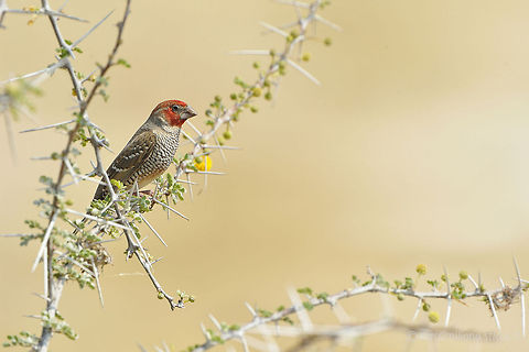 Red-headed Finch - Amadina erythrocephala The Red-headed Finch (Amadina erythrocephala) (also known as the Paradise Finch or the Red-headed Weaver) is a common species of estrildid finch found in Africa. It has an estimated global extent of occurrence of 1,600,000 km?. It is found in Angola, Botswana, Lesotho, Namibia, South Africa and Zimbabwe.....Males have vibrant red heads and chests while the females are duller. The resemblance to the Cutthroat finch is unmistakable. The Red Head and Cut-throat Finch are the only members of the genus Amadina. Amadinas with their heavy beaks resemble members of the Lonchura, so they are actually more closely related to the Pytilias such as the Melba finch. Amadina erythrocephala,Estrildidae,Finch,Geotagged,Namibia,Red-headed Finch,africa,namibia,passeriformes
