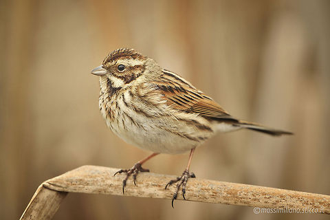 Reed Bunting - Emberiza schoeniclus The Reed Bunting, Emberiza schoeniclus, is a passerine bird in the bunting family emberizidae, a group now separated by most modern authors from the finches, Fringillidae.....It breeds across Europe and much of temperate and northern Asia. Most birds migrate south in winter, but those in the milder south and west of the range are resident. It is common in reedbeds and also breeds in drier open areas such as moorland and cultivation...The familiar, if somewhat monotonous, song of the cock is a repetitive zrip. Common Reed Bunting,Emberiza,Emberiza schoeniclus,Emberizidae,Passeriformes,Reed Bunting,italy,racconigi