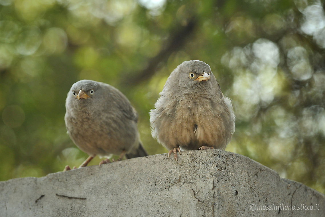 Jungle Babbler (Turdoides striata) The Jungle Babbler (Turdoides striata) is a member of the Leiothrichidae family found in the Indian Subcontinent. They are gregarious birds that forage in small groups of six to ten birds, a habit that has given them the popular name of Seven Sisters or Saath bhai in Hindi with cognates in other regional languages which means &quot;seven brothers&quot;.<br />
The Jungle Babbler is a common resident breeding bird in most parts of the Indian Subcontinent and is often seen in gardens within large cities as well as in forested areas. In the past, the Orange-billed Babbler, Turdoides rufescens, of Sri Lanka was considered to be a race of this babbler, but is elevated to a species. Geotagged,India,Jungle Babbler,Turdoides striata,bharatpur,birds park,india,jungle babbler,leiothrichidae,passeriformes,turdoides striata