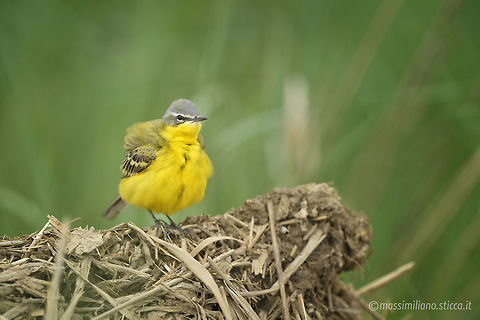 Western Yellow Wagtail - Motacilla flava The Western Yellow Wagtail (Motacilla flava) is a small passerine in the wagtail family Motacillidae, which also includes the pipits and longclaws..This species breeds in much of temperate Europe and Asia. It is resident in the milder parts of its range, such as western Europe, but northern and eastern populations migrate to Africa and south Asia..It is a slender 15-16 cm long bird, with the characteristic long, constantly wagging tail of its genus. It is the shortest tailed of the European wagtails. The breeding adult male is basically olive above and yellow below. In other plumages, the yellow may be diluted by white. The heads of breeding males come in a variety of colours and patterns depending on subspecies. Motacilla flava,Yellow Wagtail,cutrettola,france,motacilla flava,western yellow wagtail