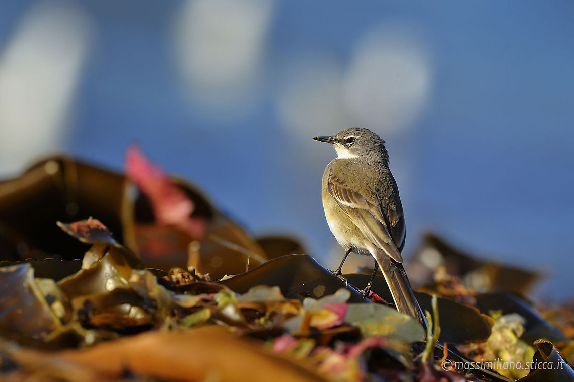 Cape Wagtail - Motacilla capensis The Cape Wagtail (Motacilla capensis) is a small passerine bird in the family Motacillidae, which includes the wagtails, pipits and longclaws.<br />
This species breeds in much of Africa from eastern Zaire and Angola across to Kenya and south to the Cape in South Africa.<br />
This is an insectivorous bird of open country, often near habitation and water. It prefers bare areas or short grass for feeding, where it can see and pursue its prey. In urban areas it has adapted to foraging in gardens or paved areas such as car parks. Pairs make bulky nests in crevices in natural and man-made structures, and lay up to seven eggs.<br />
The Cape Wagtail is a slender bird, 19 Cape Wagtail,Geotagged,Motacilla capensis,Namibia,cape wagtail,motacilla capensis,motacillidae,namibia,passeriformes