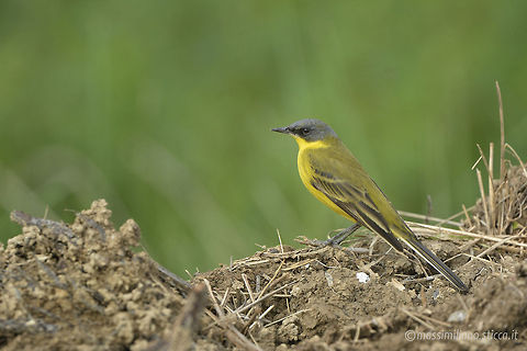 Ashy-headed Wagtail - Motacilla flava cinereocapilla The Western Yellow Wagtail (Motacilla flava) is a small passerine in the wagtail family Motacillidae, which also includes the pipits and longclaws..This species breeds in much of temperate Europe and Asia. It is resident in the milder parts of its range, such as western Europe, but northern and eastern populations migrate to Africa and south Asia..It is a slender 15-16 cm long bird, with the characteristic long, constantly wagging tail of its genus. It is the shortest tailed of the European wagtails. The breeding adult male is basically olive above and yellow below. In other plumages, the yellow may be diluted by white. The heads of breeding males come in a variety of colours and patterns depending on subspecies. Ashy-headed wagtail,Cutrettola Capocenerino,Motacilla flava,Yellow Wagtail,cutrettola,france,motacilla flava,motacilla flava cinereocapilla,western yellow wagtail
