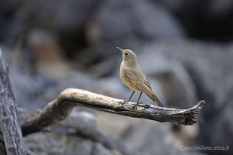 Familiar Chat - Cercomela familiaris The Familiar Chat, Cercomela familiaris, is a small passerine bird of the Old World flycatcher family Muscicapidae. It is a common resident breeder in Africa south of the Sahara in rocky and mountainous habitat and around human habitation. Cercomela  familiaris,Familiar chat,Geotagged,Namibia,africa,cercomela familiaris,familiar chat,muscicapidae,namibia,passeriformes
