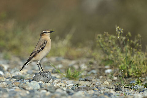 Northern Wheatear - Oenanthe oenanthe The Northern Wheatear or Wheatear (Oenanthe oenanthe) is a small passerine bird that was formerly classed as a member of the thrush family Turdidae, but is now more generally considered to be an Old World flycatcher, Muscicapidae. It is the most widespread member of the wheatear genus Oenanthe in Europe and Asia...The Northern Wheatear is a migratory insectivorous species breeding in open stony country in Europe and Asia with footholds in northeastern Canada and Greenland as well as in northwestern Canada and Alaska. It nests in rock crevices and rabbit burrows. All birds winter in Africa. Geotagged,Italy,Muscicapidae,Non-breeding plumage,Northern wheatear,Oenanthe oenanthe,Passeriformes,culbianco