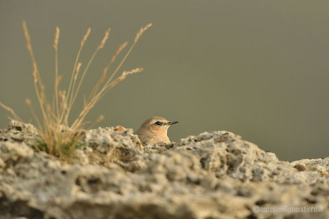 Northern Wheatear - Oenanthe oenanthe The Northern Wheatear or Wheatear (Oenanthe oenanthe) is a small passerine bird that was formerly classed as a member of the thrush family Turdidae, but is now more generally considered to be an Old World flycatcher, Muscicapidae. It is the most widespread member of the wheatear genus Oenanthe in Europe and Asia...The Northern Wheatear is a migratory insectivorous species breeding in open stony country in Europe and Asia with footholds in northeastern Canada and Greenland as well as in northwestern Canada and Alaska. It nests in rock crevices and rabbit burrows. All birds winter in Africa. France,Geotagged,Northern wheatear,Oenanthe oenanthe,culbianco,muscicapidae,non-breeding plumage,oenanthe oenanthe,passeriformes