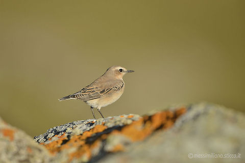 Northern Wheatear - Oenanthe oenanthe The Northern Wheatear or Wheatear (Oenanthe oenanthe) is a small passerine bird that was formerly classed as a member of the thrush family Turdidae, but is now more generally considered to be an Old World flycatcher, Muscicapidae. It is the most widespread member of the wheatear genus Oenanthe in Europe and Asia...The Northern Wheatear is a migratory insectivorous species breeding in open stony country in Europe and Asia with footholds in northeastern Canada and Greenland as well as in northwestern Canada and Alaska. It nests in rock crevices and rabbit burrows. All birds winter in Africa. France,Geotagged,Northern wheatear,Oenanthe oenanthe,culbianco,muscicapidae,non-breeding plumage,oenanthe oenanthe,passeriformes