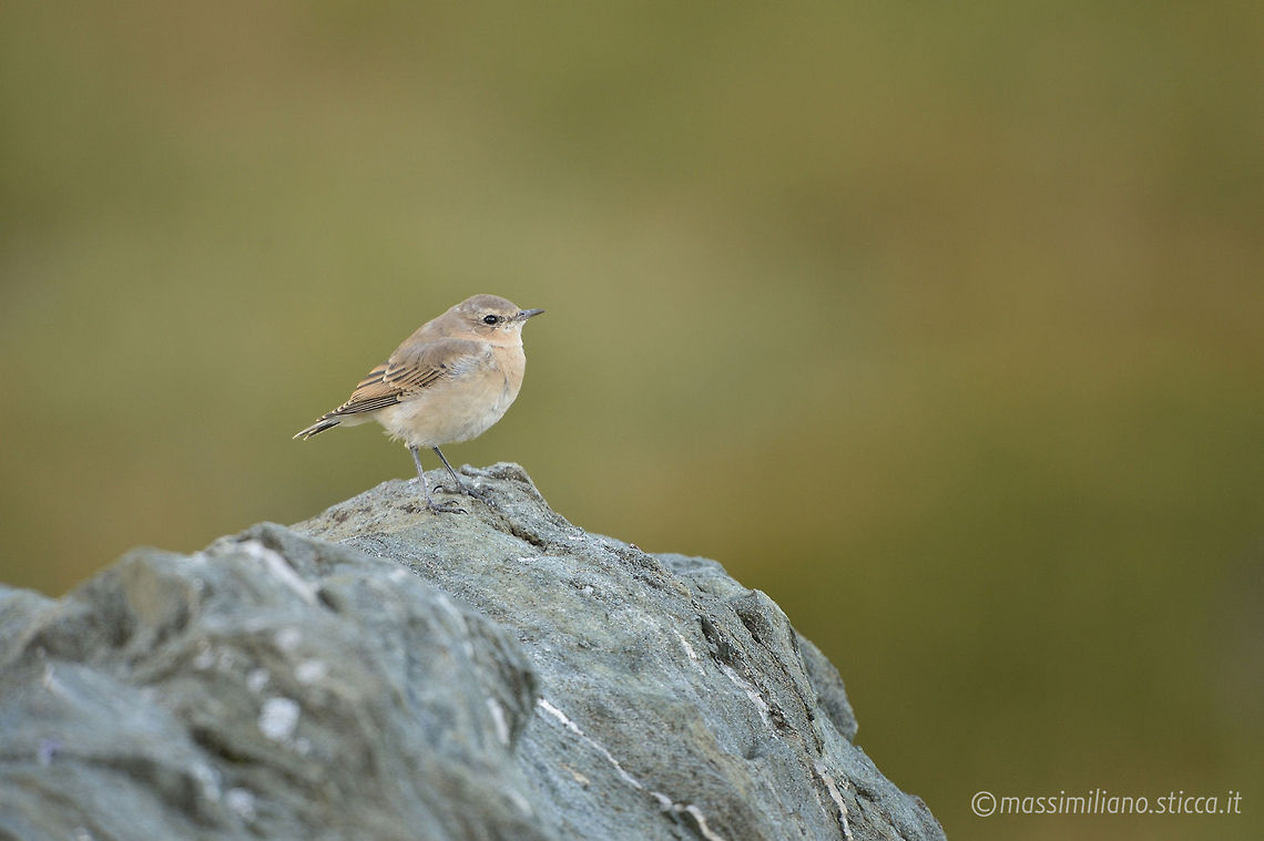 Northern Wheatear - Oenanthe oenanthe The Northern Wheatear or Wheatear (Oenanthe oenanthe) is a small passerine bird that was formerly classed as a member of the thrush family Turdidae, but is now more generally considered to be an Old World flycatcher, Muscicapidae. It is the most widespread member of the wheatear genus Oenanthe in Europe and Asia...The Northern Wheatear is a migratory insectivorous species breeding in open stony country in Europe and Asia with footholds in northeastern Canada and Greenland as well as in northwestern Canada and Alaska. It nests in rock crevices and rabbit burrows. All birds winter in Africa. France,Geotagged,Northern wheatear,Oenanthe oenanthe,culbianco,muscicapidae,non-breeding plumage,oenanthe oenanthe,passeriformes