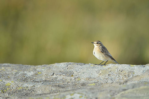 Whinchat - Saxicola rubetra The Whinchat (Saxicola rubetra) is a small migratory passerine bird breeding in Europe and western Asia and wintering in Africa.
Its scientific name means "small rock-dweller", in reference to its habitat. Saxicola derives from Latin saxum ("rock") + incola ("dwelling"); rubetra is a Latin term for a small bird. Saxicola rubetra,Whinchat,muscicapidae,passeriformes,saxicola rubetra,stiaccino,whinchat