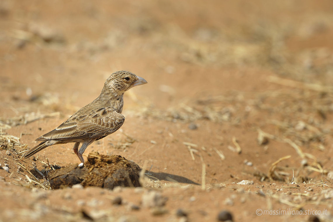 Grey-backed Sparrow-Lark - Eremopterix verticalis The Grey-backed Sparrow-Lark (Eremopterix verticalis) is a species of lark in the Alaudidae family. It is found in Angola, Botswana, Democratic Republic of the Congo, Lesotho, Namibia, South Africa, Zambia, and Zimbabwe. Its natural habitats are subtropical or tropical dry shrubland and subtropical or tropical dry lowland grassland. Eremopterix verticalis,Geotagged,Grey-backed sparrow-lark,Namibia,africa,alaudidae,eremopterix verticalis,etosha,grey-backed sparrow-lark,namibia,passeriformes