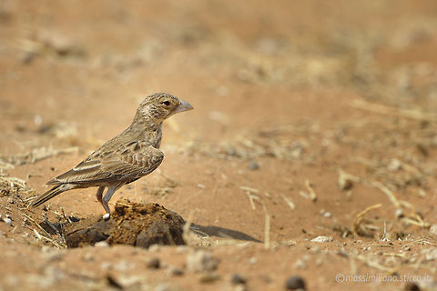 Grey-backed Sparrow-Lark - Eremopterix verticalis The Grey-backed Sparrow-Lark (Eremopterix verticalis) is a species of lark in the Alaudidae family. It is found in Angola, Botswana, Democratic Republic of the Congo, Lesotho, Namibia, South Africa, Zambia, and Zimbabwe. Its natural habitats are subtropical or tropical dry shrubland and subtropical or tropical dry lowland grassland. Eremopterix verticalis,Geotagged,Grey-backed sparrow-lark,Namibia,africa,alaudidae,eremopterix verticalis,etosha,grey-backed sparrow-lark,namibia,passeriformes