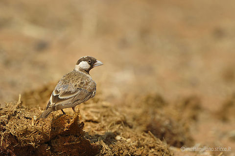 Sociable Weaver - Philetairus socius he Sociable Weaver or Social Weaver (Philetairus socius) is a species of bird in the Passeridae family endemic to Southern Africa. It is monotypic within the genus Philetairus.[citation needed] It is found in Botswana, Namibia, and South Africa. but their range is centred around Northern Cape Province and southern Namibia. They build large compound community nests, a rarity among birds. These nests are perhaps the most spectacular structure built by any bird. Eremopterix verticalis,Geotagged,Grey-backed sparrow-lark,Namibia,Philetairus socius,africa,etosha,namibia,passeridae,passeriformes