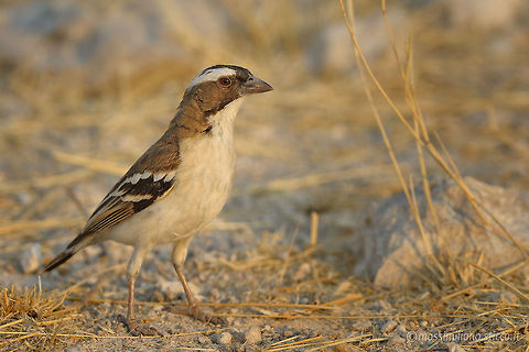 White-browed sparrow-weaver - Plocepasser mahali The White-browed Sparrow-Weaver (Plocepasser mahali) is a predominantly brown, sparrow-sized bird found throughout central and northcentral southern Africa. It is found in groups of two to eleven individuals consisting of one breeding pair and nonreproductive individuals. Geotagged,Namibia,Plocepasser mahali,White-browed sparrow-weaver,etosha,namibia,passeridae,passeriformes,plocepasser mahali,sparrow-weaver,white-browed