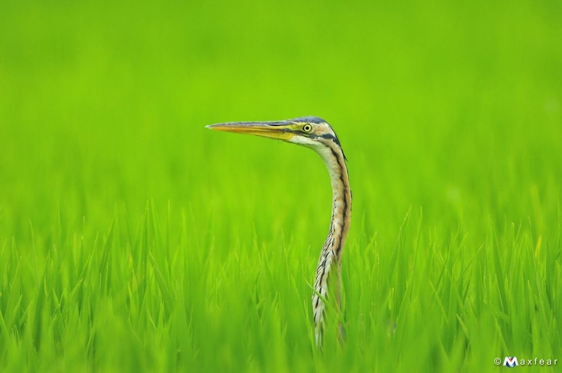 Purple Heron  Ardea purpurea,Ardeidae,Purple Heron