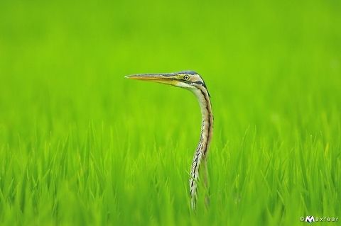 Purple Heron  Ardea purpurea,Ardeidae,Purple Heron