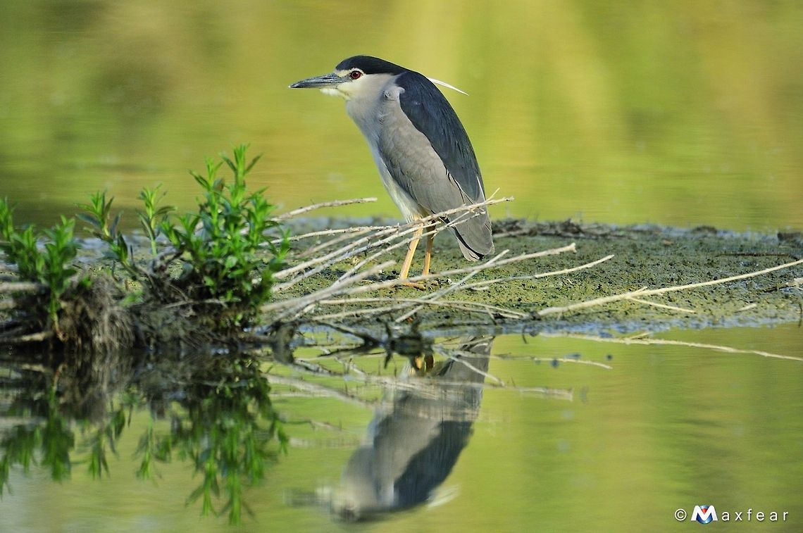 Black Crowned Night Heron Shy like a bird.. or was it? Black Crowned Night Heron,Black-crowned Night Heron,Nycticorax nycticorax