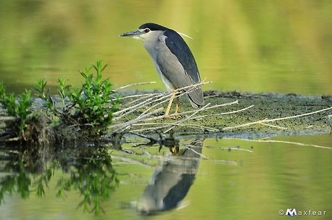 Black Crowned Night Heron Shy like a bird.. or was it? Black Crowned Night Heron,Black-crowned Night Heron,Nycticorax nycticorax