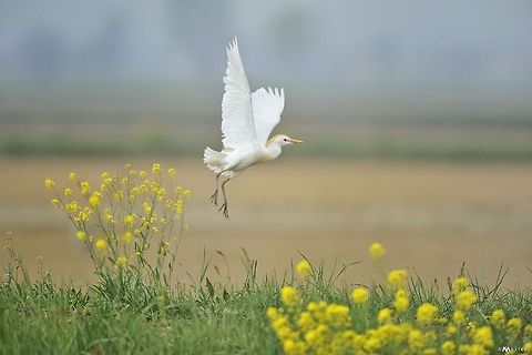 Cattle Egret  Birds,Bubulcus ibis,Cattle Egret