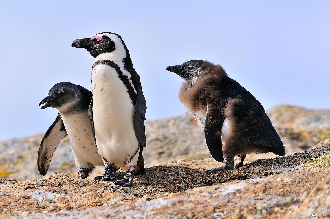 South African Penguin  African Penguin,Geotagged,Penguins,South Africa,Spheniscus demersus