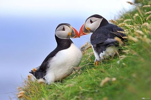 Puffins  Atlantic Puffin,Fratercula arctica,Geotagged,United Kingdom