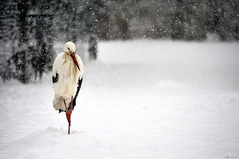 White Stork  Ciconia ciconia,Geotagged,Italy,White Stork