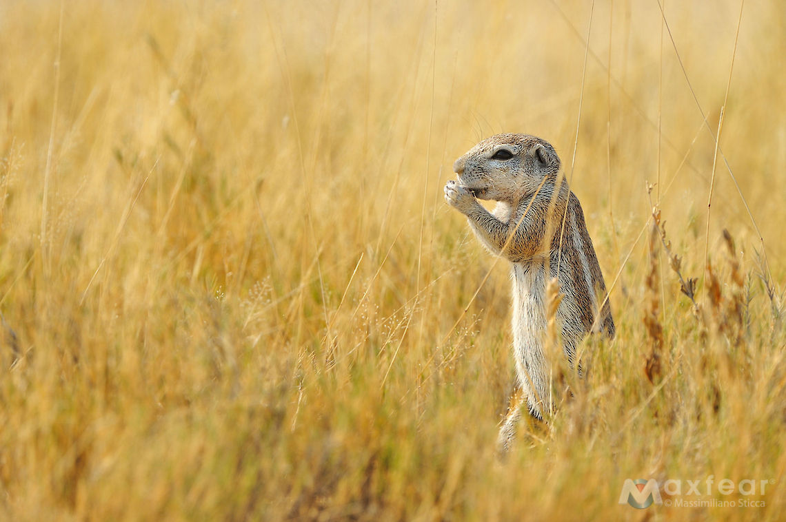 Cape ground squirrel - Xerus inauris The Cape Ground Squirrel (Xerus inauris) is found in most of the drier parts of southern Africa from South Africa, through to Botswana, and into Namibia.<br />
<br />
The name Cape Ground Squirrel is somewhat misleading as it actually has a much wider area of habitation. This common name may have been arrived at to distinguish it from a tree squirrel (the Eastern Grey Squirrel) found around Cape Town, which was imported from Europe by Cecil John Rhodes. Cape ground squirrel,Geotagged,Namibia,Xerus inauris,etosha,ground squirrel,namibia,squirrel