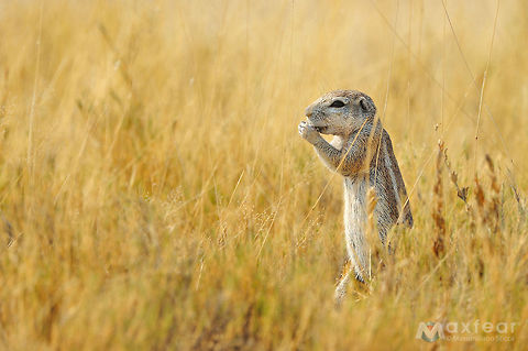 Cape ground squirrel - Xerus inauris The Cape Ground Squirrel (Xerus inauris) is found in most of the drier parts of southern Africa from South Africa, through to Botswana, and into Namibia.

The name Cape Ground Squirrel is somewhat misleading as it actually has a much wider area of habitation. This common name may have been arrived at to distinguish it from a tree squirrel (the Eastern Grey Squirrel) found around Cape Town, which was imported from Europe by Cecil John Rhodes. Cape ground squirrel,Geotagged,Namibia,Xerus inauris,etosha,ground squirrel,namibia,squirrel