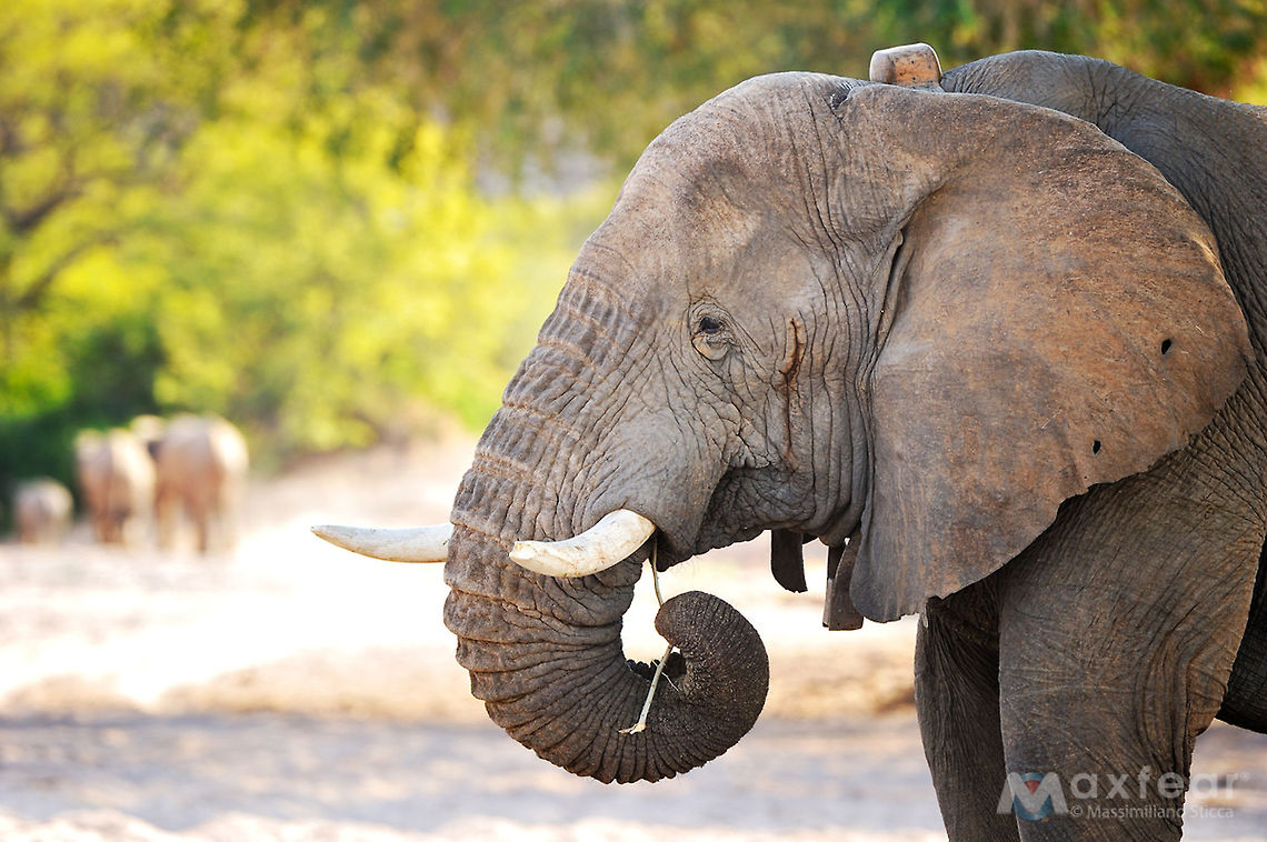 Desert Elephant - Loxodonta africana  African bush elephant,Desert Elephant,Geotagged,Loxodonta africana,Namibia,elefante,elefante del deserto,elephant,kunene,kunene river,namibia,pachiderma