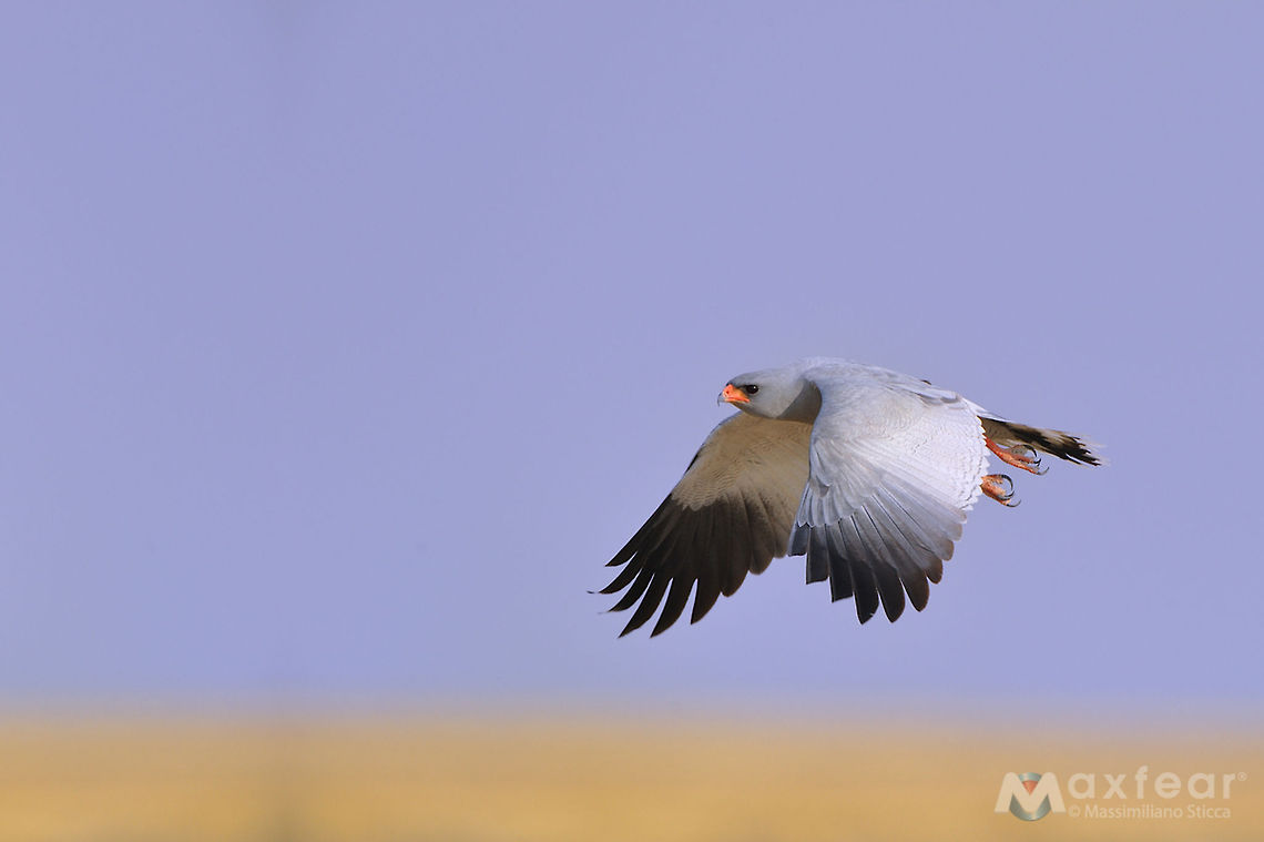 Pale Chanting Goshawk - Melierax canorus The (Southern) Pale Chanting Goshawk (Melierax canorus) is a bird of prey in the family Accipitridae. This hawk breeds in southern Africa. It is a resident species of dry, open semi-desert with 75 cm or less annual rainfall. It is commonly seen perched on roadside telephone poles.<br />
<br />
This species is 56&ndash;65 cm long. The adult has grey upperparts with a white rump. The central tail feathers are black tipped with white, and the outer feathers are barred grey and white. The head and upper breast are pale grey; the rest of the underparts are finely barred in dark grey and white. Its eyes are red, the bill is mostly red, and it has long red legs. It is paler than the grey-rumped Dark Chanting Goshawk, Melierax metabates.<br />
<br />
In flight, the adult has black primary flight feathers, very pale grey (white from a distance) secondaries, and grey forewings. The wingspan is about 105 cm.<br />
<br />
Immatures have brown upperparts, with a white rump and black bars on the tail. From below, the flight feathers a Accipitridae,Geotagged,Melierax canorus,Namibia,Pale Chanting Goshawk,etosha,falconiformes,goshawk,namibia