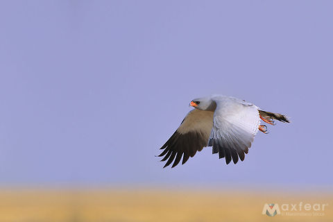 Pale Chanting Goshawk - Melierax canorus The (Southern) Pale Chanting Goshawk (Melierax canorus) is a bird of prey in the family Accipitridae. This hawk breeds in southern Africa. It is a resident species of dry, open semi-desert with 75 cm or less annual rainfall. It is commonly seen perched on roadside telephone poles.

This species is 56–65 cm long. The adult has grey upperparts with a white rump. The central tail feathers are black tipped with white, and the outer feathers are barred grey and white. The head and upper breast are pale grey; the rest of the underparts are finely barred in dark grey and white. Its eyes are red, the bill is mostly red, and it has long red legs. It is paler than the grey-rumped Dark Chanting Goshawk, Melierax metabates.

In flight, the adult has black primary flight feathers, very pale grey (white from a distance) secondaries, and grey forewings. The wingspan is about 105 cm.

Immatures have brown upperparts, with a white rump and black bars on the tail. From below, the flight feathers a Accipitridae,Geotagged,Melierax canorus,Namibia,Pale Chanting Goshawk,etosha,falconiformes,goshawk,namibia