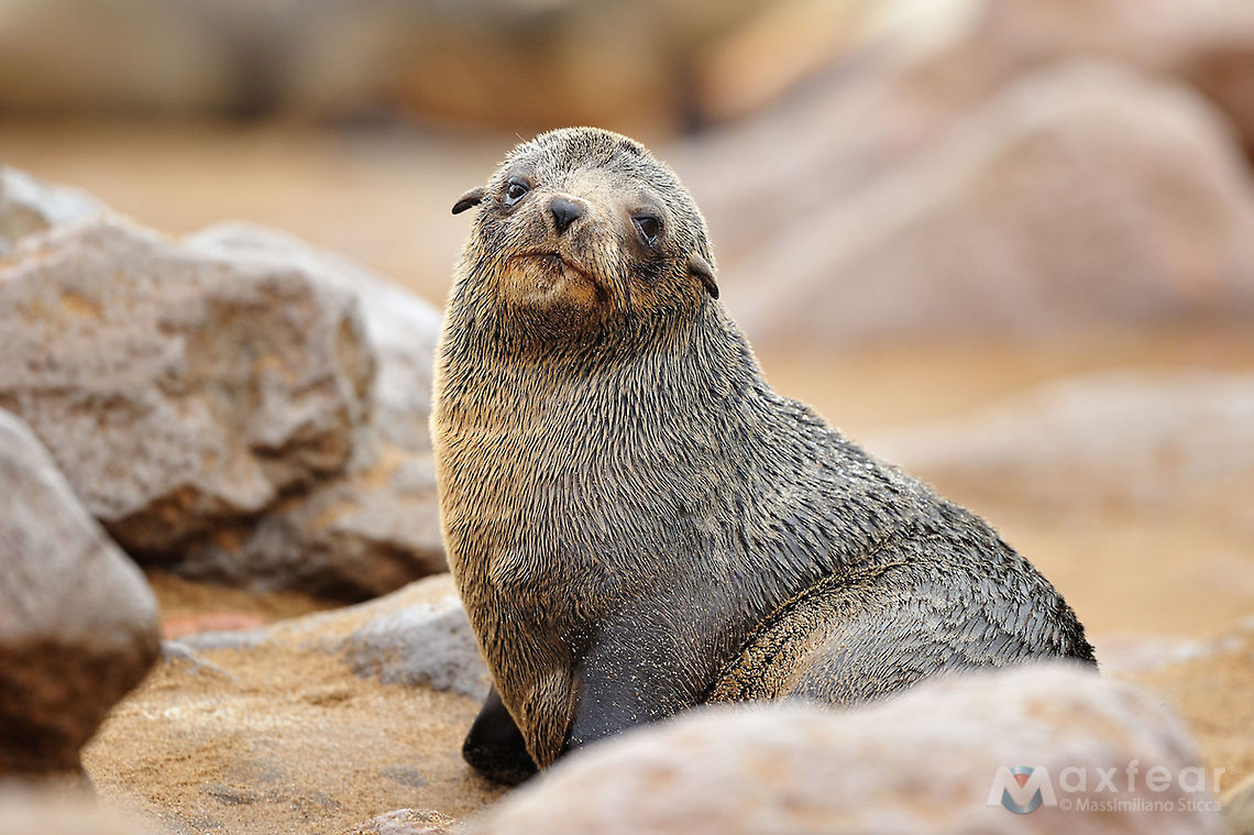 Brown Fur Seal - Arctocephalus pusillus The brown fur seal is the largest and most robust fur seal. It has a large and broad head with a pointed snout that may be flat or upturned slightly.&nbsp;The pinnae and vibrissae are long, and the vibrissae may extend backward past the pinnae, especially in adult males. The foreflippers are covered with sparse hair over about three-quarters of their length. The hindflippers are short relative to the large body, with short, fleshy tips on the digits.&nbsp;The size and weight of the brown fur seal depends on the subspecies. Males of the African subspecies (A. p. pusillus) are 2.3 metres (7.5&nbsp;ft) in length on average and weigh from 200&ndash;350 kilograms (440&ndash;770 lb). Females are smaller, averaging 1.8 metres (5.9&nbsp;ft) in length and weighing an average of 120 kilograms (260&nbsp;lb).&nbsp;Males of the Australian subspecies (A. p. doriferus) are 2&ndash;2.2 metres (6.6&ndash;7.2 ft) in length and weigh 218&ndash;360 kilograms (480&ndash;790 lb).&nbsp;Females are 1.2&ndash;1.8 metres (3.9&ndash;5.9 ft) length and weigh 36&ndash;110 kilograms (79&ndash;240 lb).<br />
<br />
Adult Arctocephalus pusillus,Brown fur seal,Geotagged,Namibia