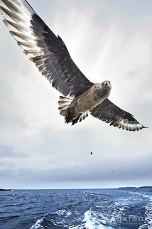 Great skua - Stercorarius skua  Geotagged,Great Skua,Stercorarius skua,United Kingdom