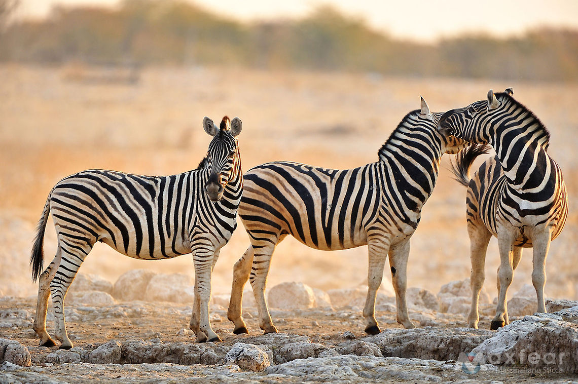 Plains zebra - Equus quagga The plains zebra (Equus quagga, formerly Equus burchelli), also known as the common zebra or Burchell's zebra, is the most common and geographically widespread species of zebra.[2] It ranges from the south of Ethiopia through East Africa to as far south as Angola and eastern South Africa. The plains zebra remains common in game reserves, but is threatened by human activities such as hunting for its meat and hide, as well as competition with livestock and encroachment by farming on much of its habitat. Equus quagga,Geotagged,Namibia,Plains zebra,africa,etosha,namibia,zebra