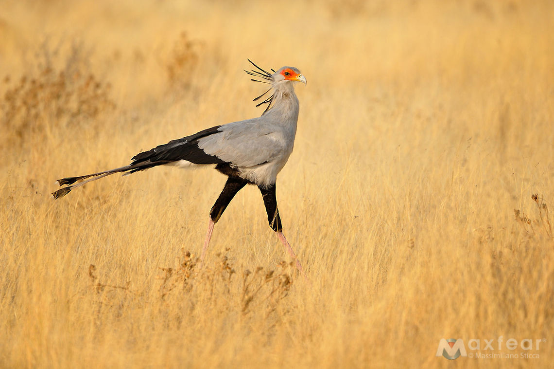 Secretarybird - Sagittarius serpentarius The Secretarybird or Secretary Bird (Sagittarius serpentarius) is a large, mostly terrestrial bird of prey. Endemic to Africa, it is usually found in the open grasslands and savannah of the sub-Sahara. Although a member of the order Accipitriformes, which also includes many other diurnal raptors such as kites, buzzards, vultures, and harriers, it is given its own family, Sagittariidae. Geotagged,Namibia,Sagittarius serpentarius,Secretary Bird,Secretary bird,Secretarybird,africa,etosha,namibia,serpentarius
