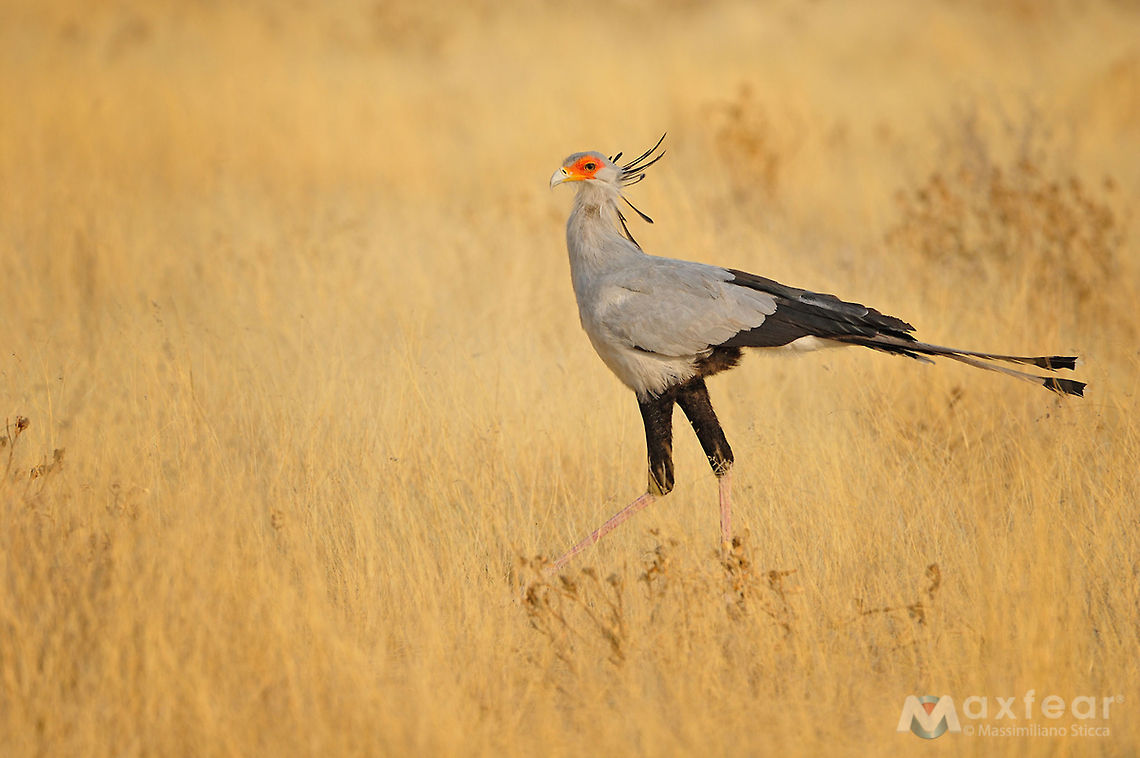 Secretarybird - Sagittarius serpentarius The Secretarybird or Secretary Bird (Sagittarius serpentarius) is a large, mostly terrestrial bird of prey. Endemic to Africa, it is usually found in the open grasslands and savannah of the sub-Sahara. Although a member of the order Accipitriformes, which also includes many other diurnal raptors such as kites, buzzards, vultures, and harriers, it is given its own family, Sagittariidae. Geotagged,Namibia,Sagittarius serpentarius,Secretary Bird,Secretarybird,africa,etosha,namibia,serpentarius
