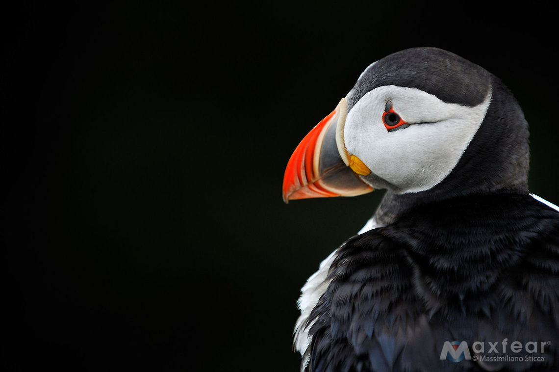 Atlantic Puffin - Fratercula arctica Atlantic Puffin - Fratercula arctica Atlantic Puffin,Fratercula arctica,animal,animals,artic birds,bird,birds,nature,northern birds,puffins,shetland,wildlife