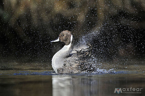 Northern Pintail - Anas acuta  Anas acuta,Northern Pintail